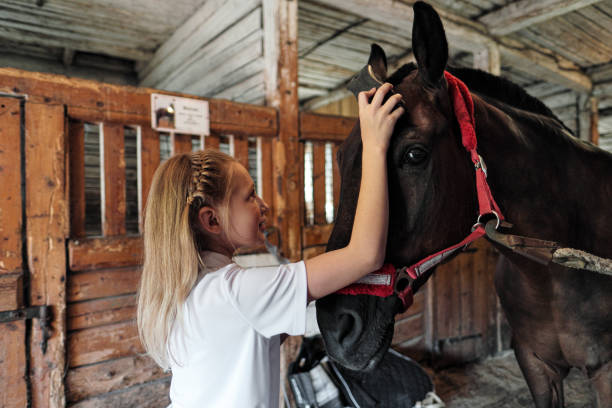 senior horse turnout ideas